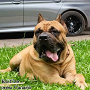 พ่อพันธุ์รับผสม