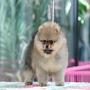 Hero's pom จำหน่ายปอมเมอเรเนียน น่ารัก ขนแน่น อายุ 2 เดือน สอนการเลี้ยงฟรี สอบถา...