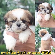 ชิสุแท้ เกรดสวย 7500