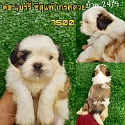 ชิสุแท้ เกรดสวย 7500