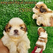 ชิสุแท้ เกรดสวย 7500