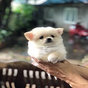 ปอมแท้ เพศเมีย จัดส่งขายแล้ว