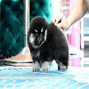 ขายปอมเมอเรเนียน สี Black&Tan เพศผู้ อายุ 2 เดือน ขนแน่น ขาใหญ่ หน้าหมี (สอบ...