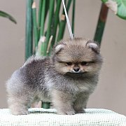 ขายปอมเมอเรเนียน สีส้ม เพศผู้ อายุ 2 เดือน ขนแน่น หน้าหมี มีใบพ็ดดีกรีเต็มใบ (สอ...