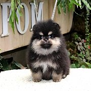 จำหน่ายปอมเมอเรเนียน สี Black&Tan เพศผู้ อายุ 2 เดือน ขนแน่น ขาใหญ่ หน้าหมี...