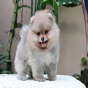 Hero's pom ปอมเมอเรเนียน น่ารัก เพศเมีย อายุ 2 เดือน พร้อมย้ายบ้าน สอนการเลี้ยงฟ...