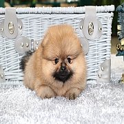 Hero's pom ปอมเมอเรเนียน น่ารัก เพศผู้ อายุ 2 เดือน พร้อมย้ายบ้าน สอนการเลี้ยงฟร...