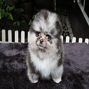 Hero's pom ปอมเมอเรเนียน น่ารัก เพศผู้ สี Blue Merle อายุ 2 เดือน พร้อมย้ายบ้าน...