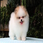 Hero's pom ปอมเมอเรเนียน น่ารัก เพศผู้ สีปาร์ตี้ อายุ 2 เดือน พร้อมย้ายบ้าน สอบถ...