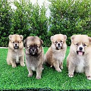 ปอมผสมชิสุ ออกไปทางปอม