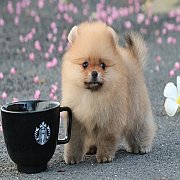 Hero's pom ปอมเมอเรเนียน เพศเมีย ขนแน่น อายุ 2 เดือน พร้อมย้ายบ้าน สอนการเลี้ยงฟ...