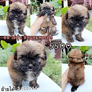 ชิสุผสมพุดเดิ้น ผู้ 