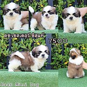 ชิสุแท้ เกรดสวย 7500