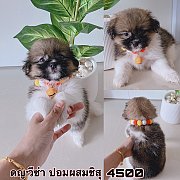 ชิสุผสมปอม เมีย 4500