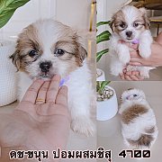 ชิสุผสมปอม ผู้ 4700