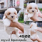 ชิสุผสมพุดเดิ้ล 4500