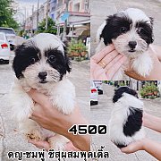 ชิสุผสมพุดเดิ้ล 4500