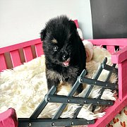 ปอมแท้ เพศเมีย จัดส่งขายแล้ว