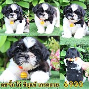 ชิสุแท้ เกรดสวย 6900