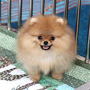 Hero's pom ปอมเมอเรเนียน น่ารัก เพศเมีย อายุ 2 เดือน พร้อมย้ายบ้าน สอนการเลี้ยงฟ...