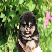 Hero's pom จำหน่ายปอมเมอเรเนียน น่ารัก ขนแน่น อายุ 2 เดือน สอนการเลี้ยงฟรี สอบถา...