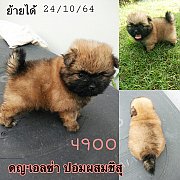 ชิสุผสมปอม  4900