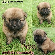 ชิสุผสมปอม  4900