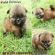 ชิสุผสมปอม  4900