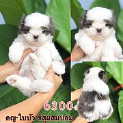 ชิสุผสมปอม เมีย 6300