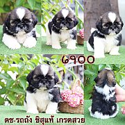 ชิสุแท้ เกรดสวย 6900