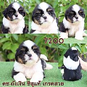 ชิสุแท้ เกรดสวย 7200