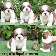 ชิสุแท้ เกรดสวย 7200