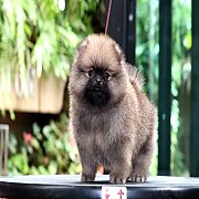 Hero's pom ปอมเมอเรเนียน น่ารัก เพศเมีย อายุ 2 เดือน พร้อมย้ายบ้าน สอนการเลี้ยงฟ...