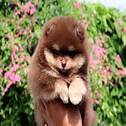 Hero's pom จำหน่ายปอมเมอเรเนียน น่ารัก ขนแน่น อายุ 2 เดือน สอนการเลี้ยงฟรี สอบถา...