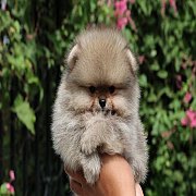 Hero's pom ปอมเมอเรเนียน น่ารัก เพศผู้ อายุ 2 เดือน พร้อมย้ายบ้าน สอนการเลี้ยงฟร...