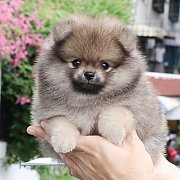 Hero's pom ปอมเมอเรเนียน สายเลือดดี  เพศผู้ อายุ 2 เดือน พร้อมย้ายบ้าน สอบถาม 08...