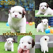 ชิสุผสมพุดเดิ้ล