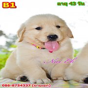จัดส่ง  กทม. สมุทรปราการ  ชลบุรี  นครปฐม นนทบุรี  โคราชฯ 