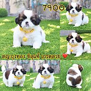 ชิสุแท้ เกรดสวย 7900