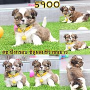 ชืสุผสมชิวาว่า ผู้