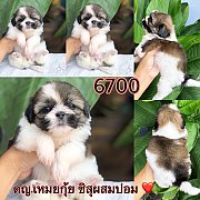 ชิสุผสมปอม 6700