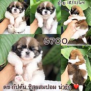 ชิสุผสมปอม 6700