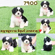 ชิสุแท้ เกรดสวย 7900