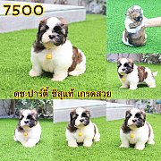 ชิสุแท้ เกรดสวย 7500