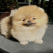 ขายลูกปอมเมอเรเนียน น่ารัก เพศเมีย อายุ 2 เดือน พร้อมย้ายบ้าน สอนการเลี้ยงฟรี สอ...