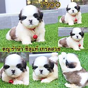 ชิสุแท้ เกรดสวย 7900