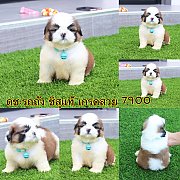 ชิสุแท้ เกรดสวย 7900