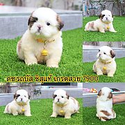 ชิสุแท้ เกรดสวย 7900