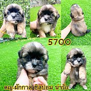 ชิสุผสมปอม 