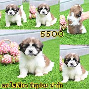 ชิสุผสมปอม 